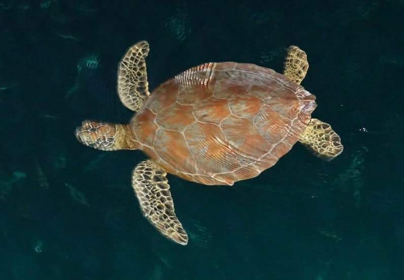 Penyu Hijau di perairan Pulau Maratua. (Foto: YKAN)