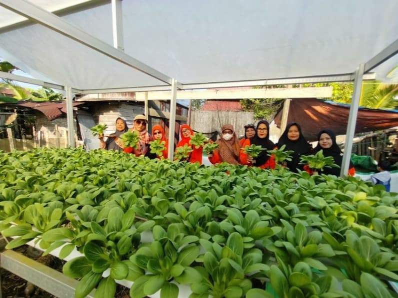 Pengurus Kebun Gizi Lansia Bayur memperlihatkan hasil budidaya pakcoy sebagai program TJSL PLN di Kelurahan Sempaja Utara, Samarinda. (Foto: PLN UID Kaltimra)