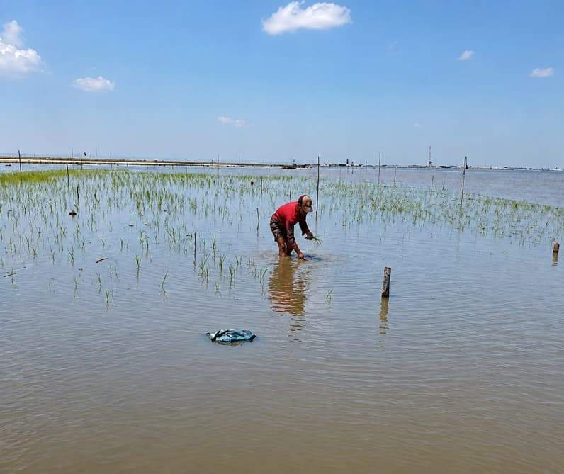 Aktivitas warga menanam padi di Danau Semayang yang mengering (Foto: Rusmi)