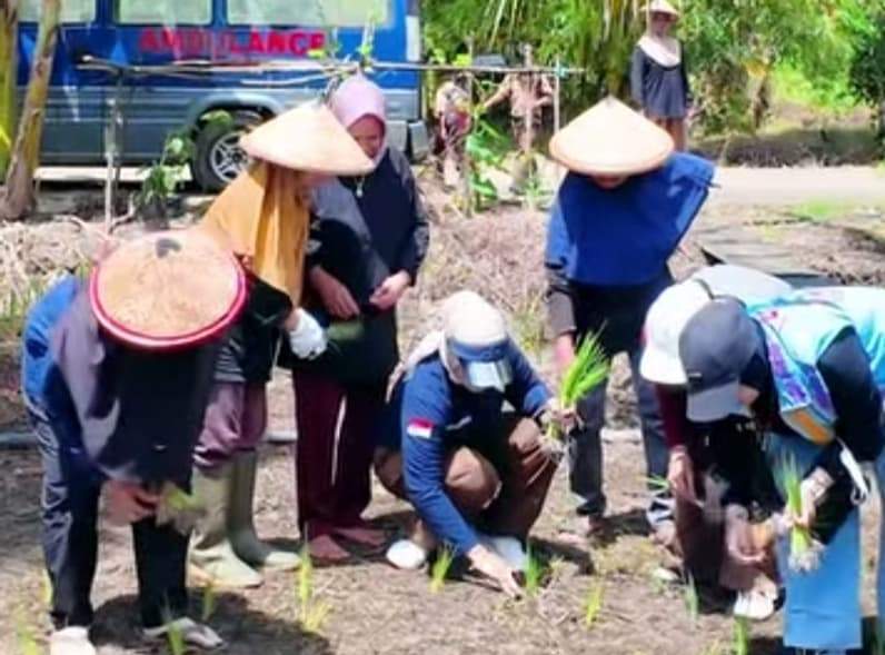 Suasana taman padi pada area KWT Siti Jubaidah di Kabupaten Tana Tidung. (Foto : Istimewa)