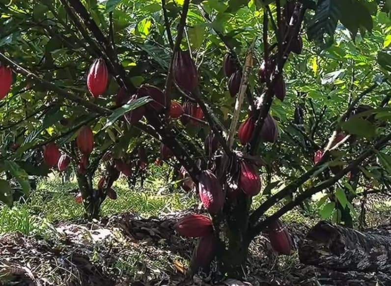 Kebun kakao Berau. (Foto: Nur Hidayah/ pusaranmedia.com)