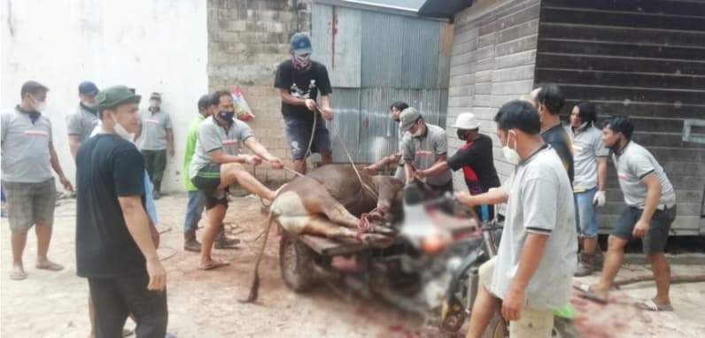 Terlihat organisasi LDDI Kutai Timur saat melalukan penyembelihan hewan kurban. (Foto: Dok.LDII Kutim)