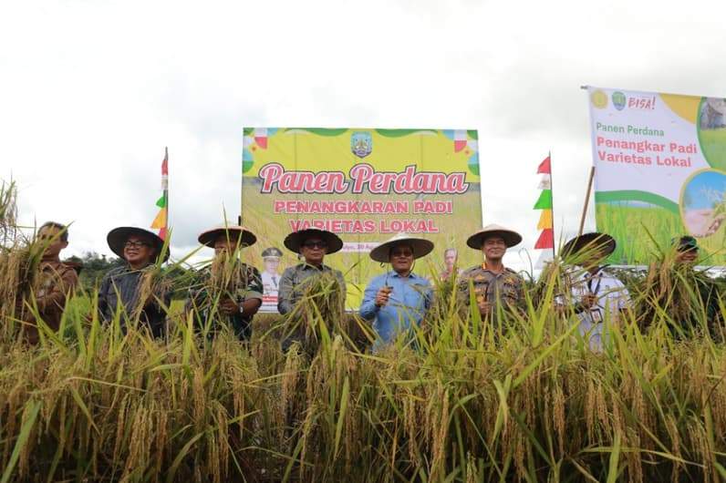 Wagub Kaltara, Ingkong Ala, S.E., M.Si melakukan Panen Perdana Penangkaran Padi Varietas Lokal di Lahan Usaha Desa Wonomulyo, Tanjung Palas Timur, Rabu (20/8). (Foto: dkisp)