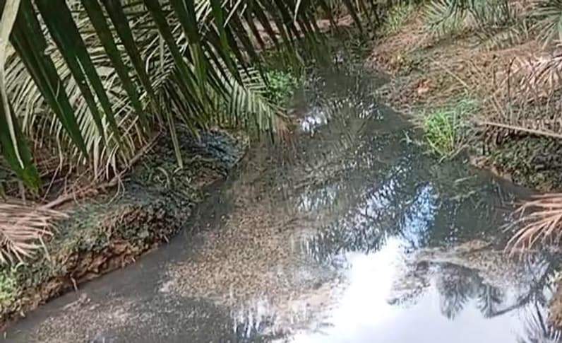 Kondisi sungai di Desa Senipah, Kabupaten Paser yang telah tercemari limbah pabrik sawit. (Foto: Dok.Kelompok Nelayan Senipah)
