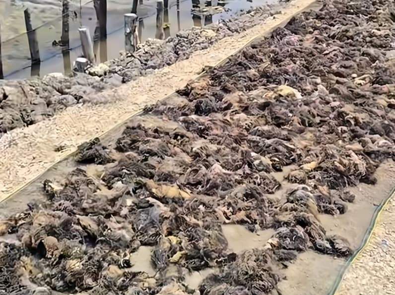 Proses pengeringan rumput laut. (Foto: Nur Hidayah/ pusaranmedia.com)