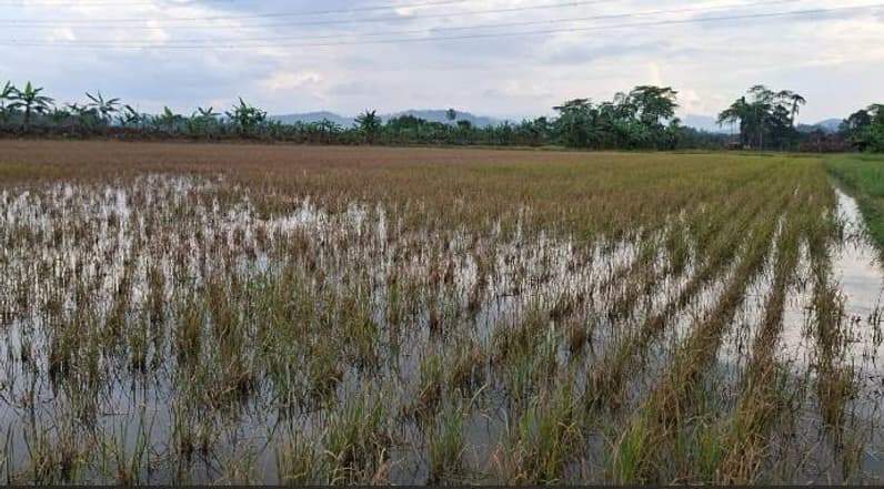 Salah satu area persawahan di Kampung Semurut yang terdampak serangan hama wereng. (Foto: Istimewa)