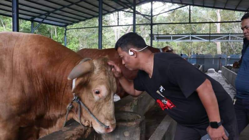 Bison, sapi kurban bantuan Presiden Prabowo Subianto berbobot 1.050 kilogram asal Teritip, Balikpapan. (Foto: Achmad Fadillah/Pusaranmedia.com)
