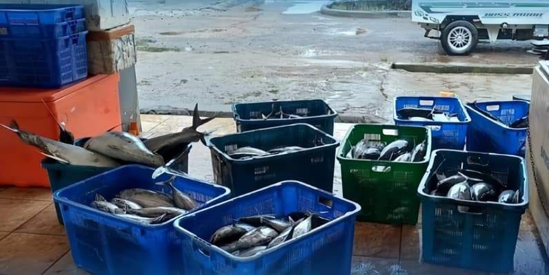 Ikan lokal Berau. (Foto: Dinas Perikanan Berau)