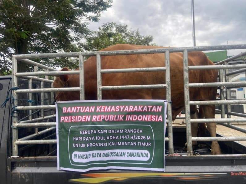 Sapi Presiden yang diserahkan ke Masjid Raya Darussalam, Selasa (26/5/2026). (Foto: Tri/Pusaranmedia.com)