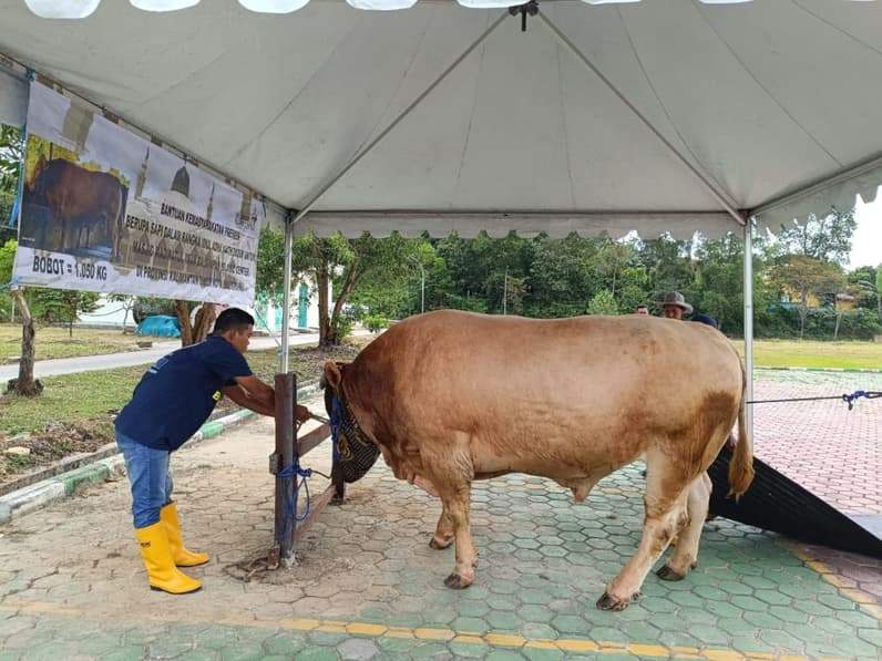 Si Bison tiba di Masjid Madinatul Iman BIC, Rabu (27/5/2026). (Foto: Achmad Fadillah/Pusaranmedia.com)