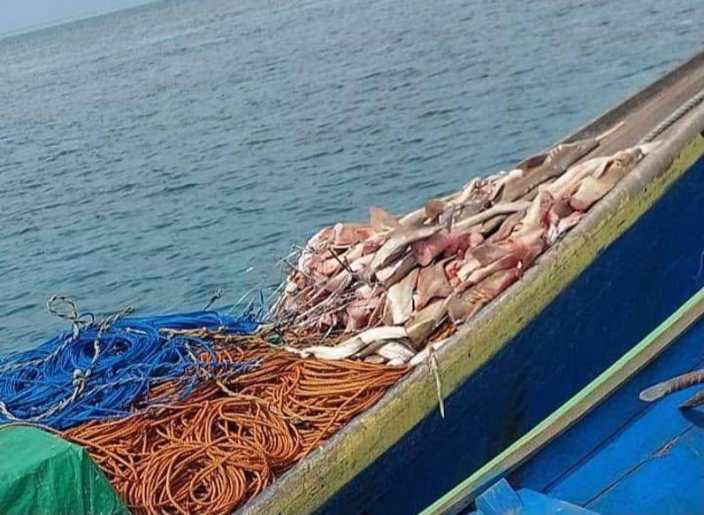 Potongan ikan Hiu yang berhasil diamankan. (Foto: UPTD KKP3K KDPS)