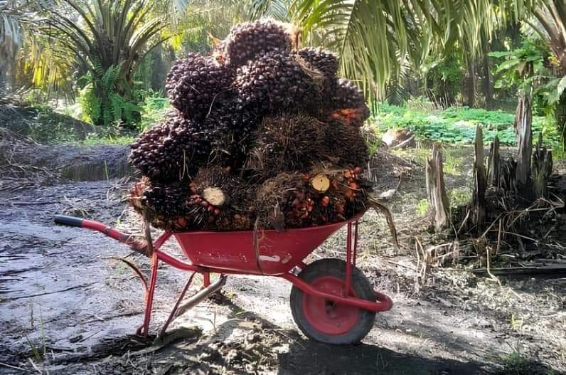 Harga TBS sawit Kaltim pada periode II September kembali naik. (Foto: Dok. Dinas Perkebunan Kaltim)