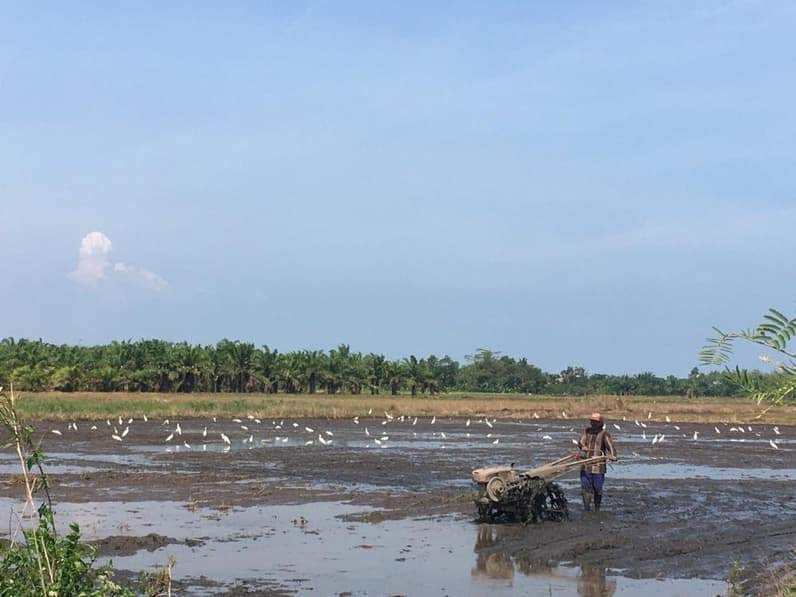 Lahan pertanian di Kecamatan Babulu, PPU. (Foto: Adi Kade/Pusaranmedia.com)