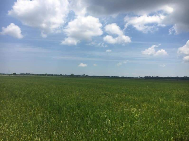 Hamparan sawah di Kecamatan Babulu, PPU. (Foto: Adi Kade/Pusaranmedia.com)