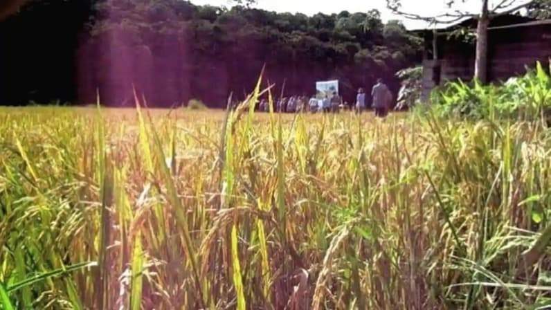 Lahan pertanian yang ada di Kalimantan Utara. (Foto: Istimewa)