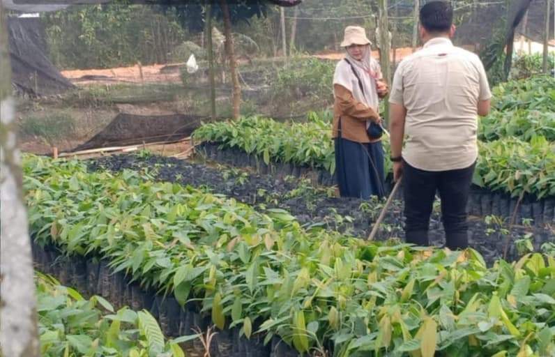 200 ribu bibit kakao yang merupakan bantuan dari Kementerian Pertanian untuk Kabupaten Berau. (Foto: Nur Hidayah/ pusaranmedia.com)