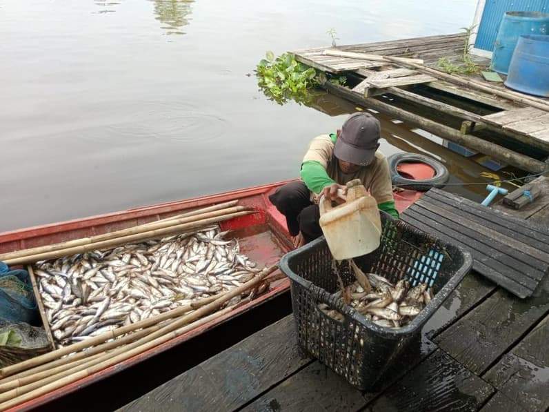 Ilustrasi Seorang Nelayan yang menjual ikan di Desa Semayang. (Foto: Aswin/Pusaranmedia.com)