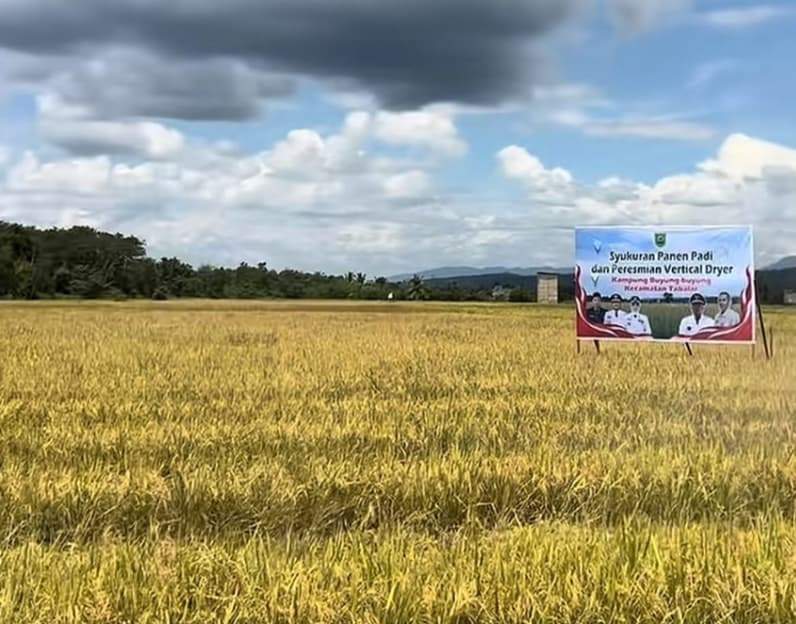 Hamparan sawah di Kampung Buyung-Buyung, Kecamatan Tabalar. (Foto: Nur Hidayah/ pusaranmedia.com)