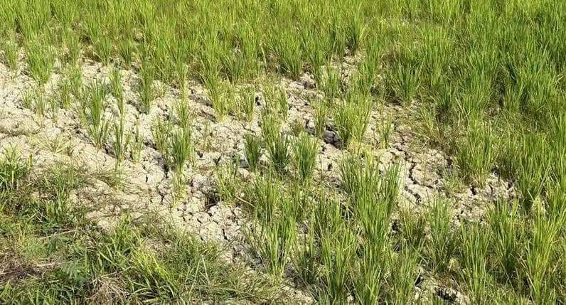 Kondisi sawah di bukit biru. (Foto: Aswin/Pusaranmedia.com)