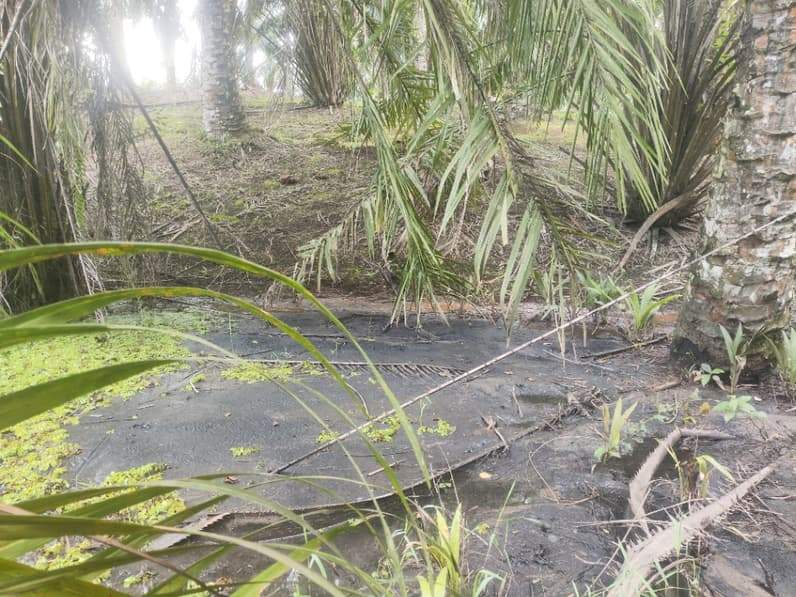 Sedimentasi debu batu bara akibat aktivitas angkutan batu bara PT Kideco Jaya Agung di salah satu lahan perkebunan kelapa sawit milik warga Desa KPJ. (Foto : Luthfi/Pusaranmedia.com)