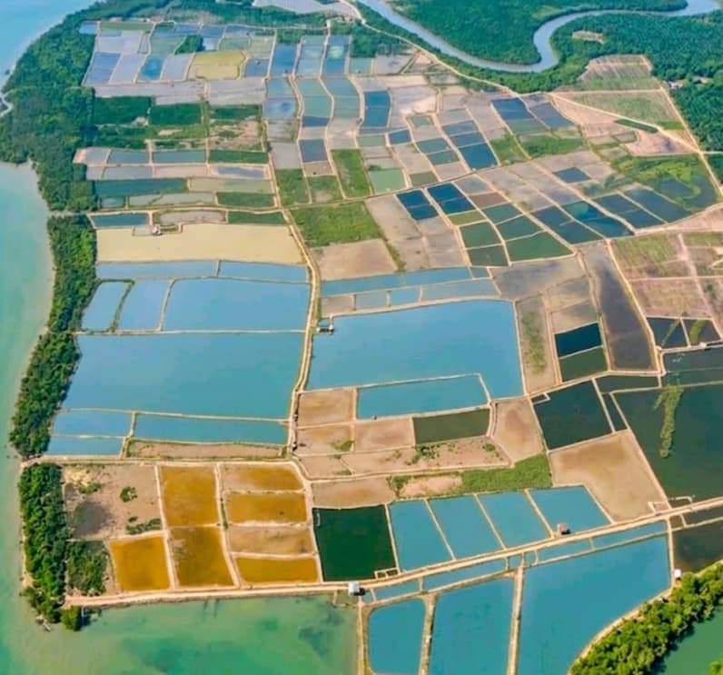 salah satu kawsan tambak di Kecamatan Bengalon Kutai Timur yang menerapkan Program Green Aquaculture. (Foto: Dok Prokopim Kutim)
