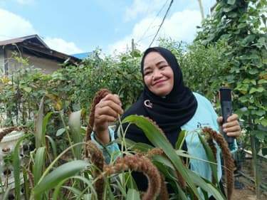 Dari Sebutir Jawawut di Kebun KWT Daun Sop Ceria, Tumbuh Harapan Ketahanan Pangan Balikpapan