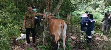Antisipasi Penyebaran Penyakit, DKPP Nunukan dan Balai Karantina Periksa Kesehatan Sapi di Sebatik