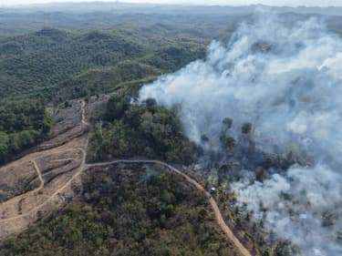 Kebakaran Hutan dan Lahan Melanda Kawasan IKN, Tim Gabungan Diterjunkan ke Lapangan