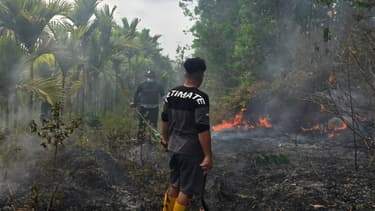 Karhutla Kembali Muncul di Delineasi IKN, TNI Kerahkan Helikopter Caracal